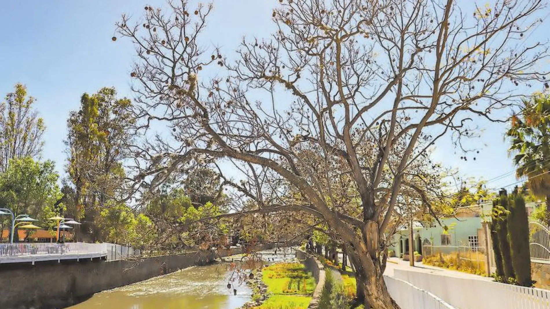 Jacarandas (2)